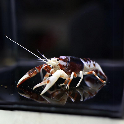Ghost Lobster L