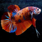 Giant Candy Plakat Bettas