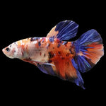 Giant Multicolor Bettas 6cm