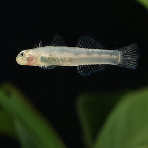 Glass Goby 4-5cm