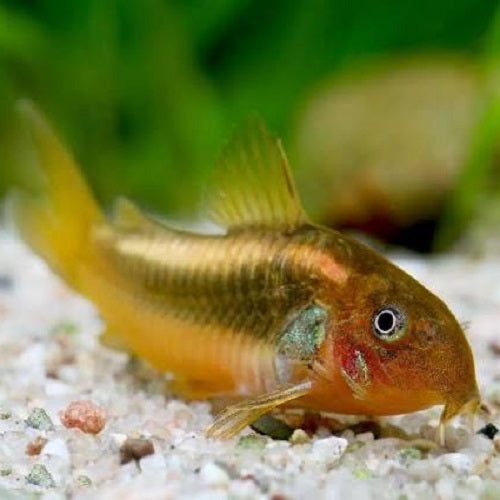 Gold Laser Corydoras 3cm