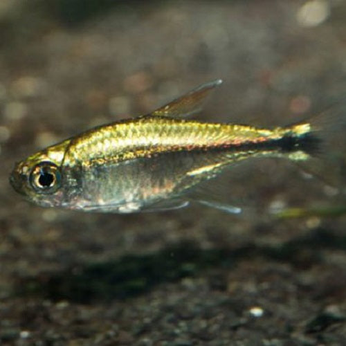 Gold Tetra 3cm