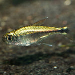 Gold Tetra 3cm