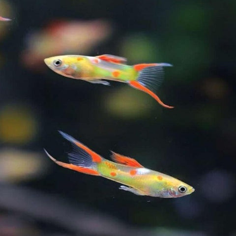 Golden Endler Guppy Male IMP