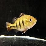 Golden Kelberi Peacock Bass 4.5-5"