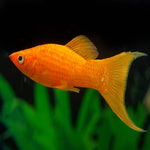 Golden Moon Tail Molly 4.5-5cm