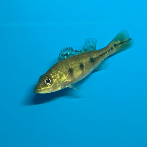 Golden Peacock Bass 6-7cm (Colored)