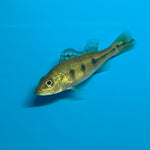 Golden Peacock Bass 6-7cm (Colored)