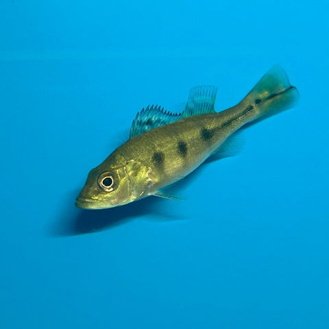 Golden Peacock Bass 6-7cm