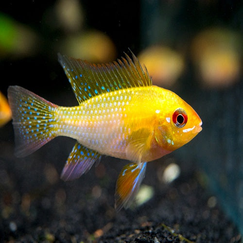 Golden Rama Rosy 4cm