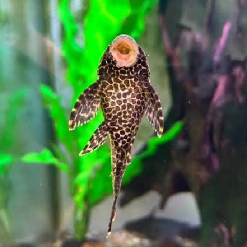 Golden Striped Sucker 4-5cm IMP