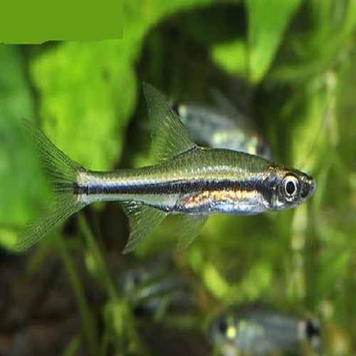 Gracile Rasbora 3.5-4cm