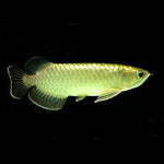 Green Arowana 4-5"