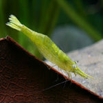 Green Babaulti Shrimp 2.2cm