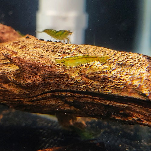 Green Fire Shrimp 1.5-2cm