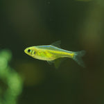 Green Kubotai Rasbora 2-2.5cm