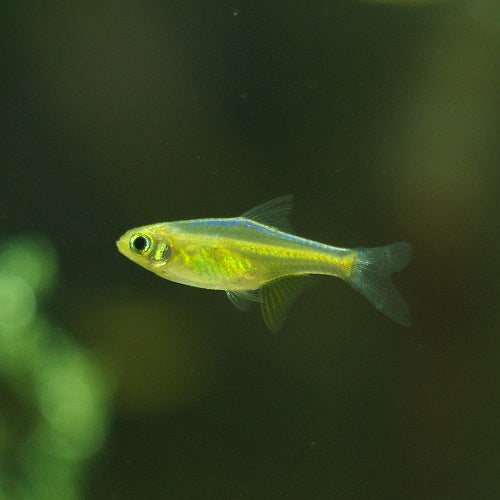 Green Kubotai Rasbora 2-2.5cm