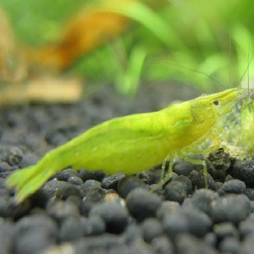 Green Shrimp (All Size)