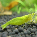 Green Shrimp (All Size)