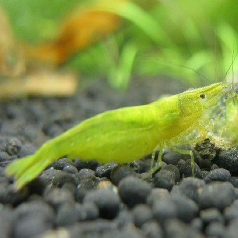 Green Shrimp (All Size)