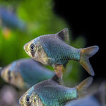 Green Tiger Barb 2.5cm