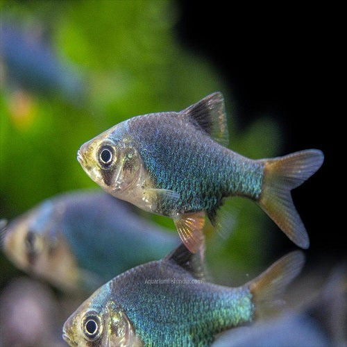 Green Tiger Barb 2.5cm