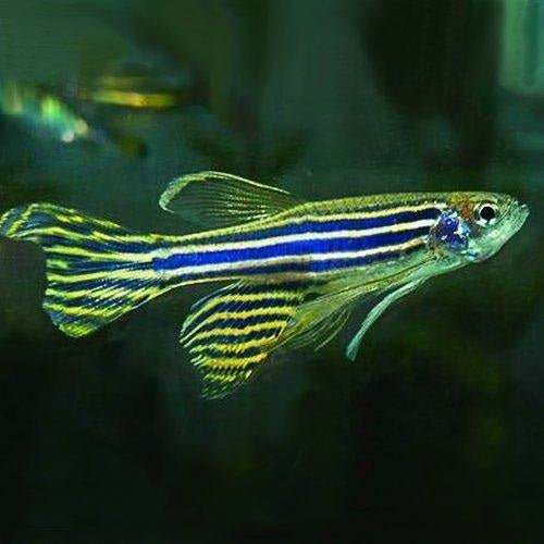 Green Tiger Zebra Danio M