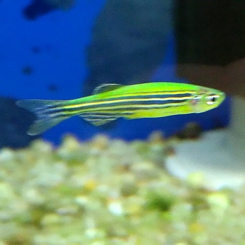 Green Zebra Danio M
