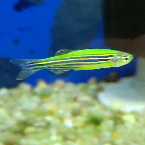 Green Zebra Danio M