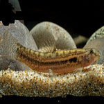Guntea Panther Loach