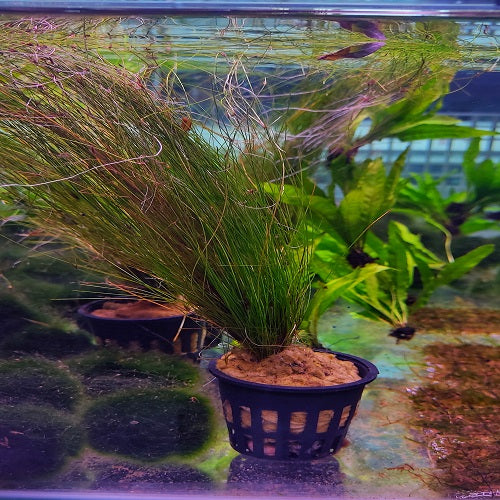 Hair Grass - Pot