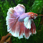 Half Moon Elephant Ear Bettas