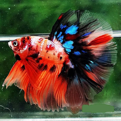 Half Moon Male Candy Bettas