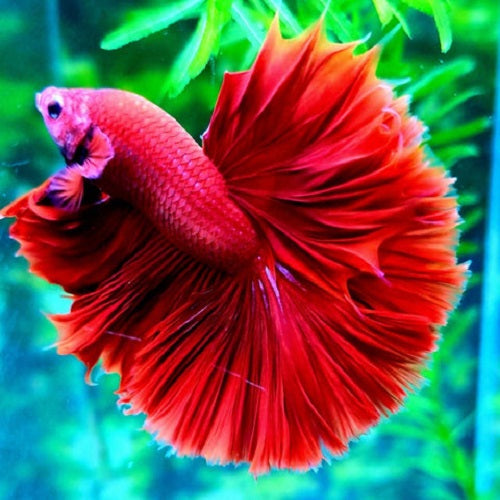 Half Moon Red Bettas