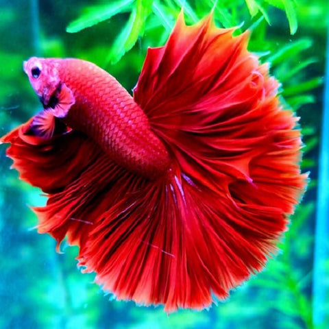 Half Moon Red Bettas
