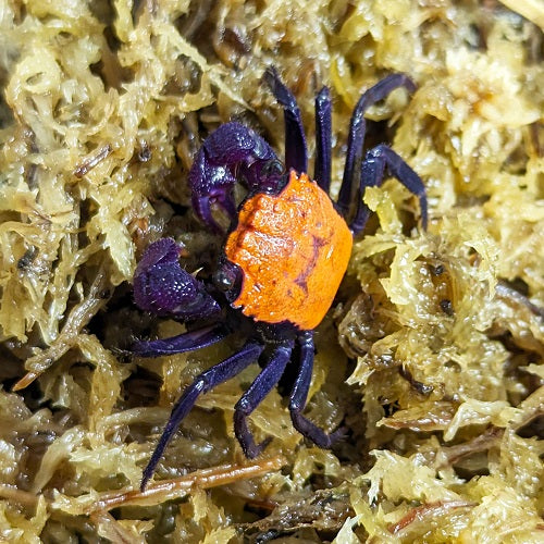 Halloween Crab