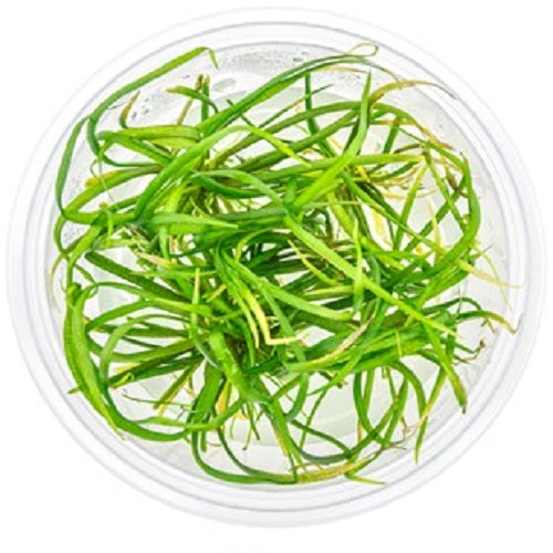 Helanthium Teneiium Red