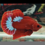 Hellboy Plakat Bettas