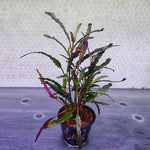 Hemigraphis Repanda / Dragon's Tongue - Pot