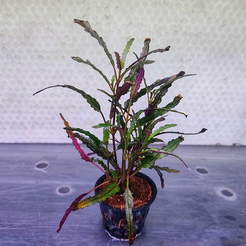 Hemigraphis Repanda / Dragon's Tongue - Pot
