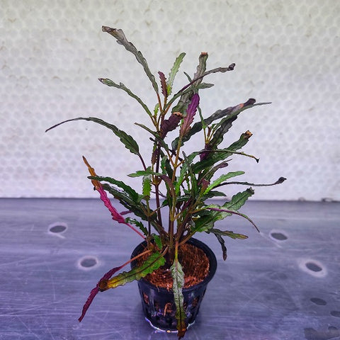 Hemigraphis Repanda / Dragon's Tongue - Pot