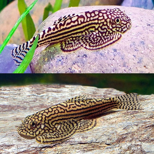 Hill Stream Loach 3.5-4cm