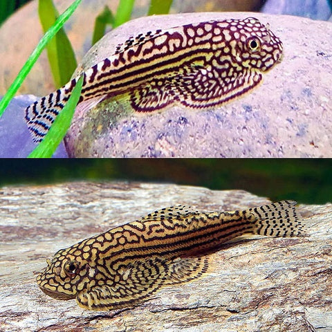 Hill Stream Loach 4-5cm