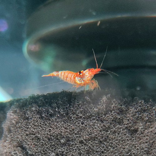 Hinomaru Shrimp 2cm