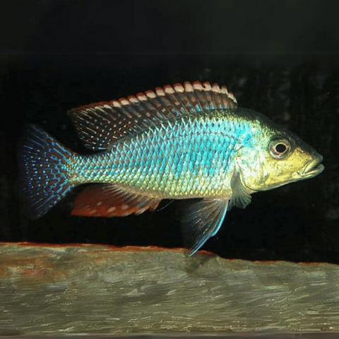 Horse Face Cichlid 2-2.5