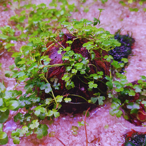 Hydrocotyle Tripartita 'Honda' On Coconut