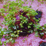 Hydrocotyle Tripartita 'Honda' On Coconut