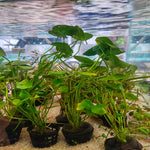 Hydrocotyle Vulgaris - Pot