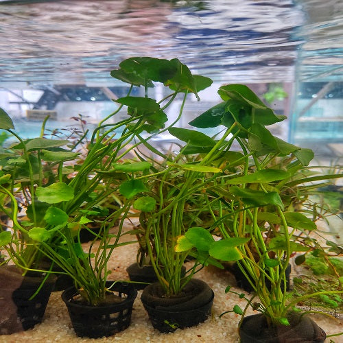 Hydrocotyle Vulgaris - Pot