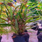 Hygrophila Araguaia - Pot